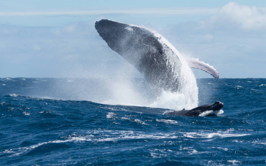 BALEINE SAUTANT SUR LES EAUX