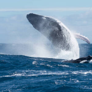 BALEINE SAUTANT SUR LES EAUX
