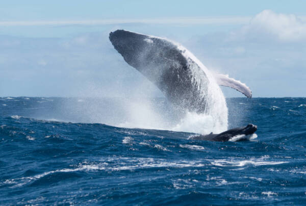 BALEINE SAUTANT SUR LES EAUX