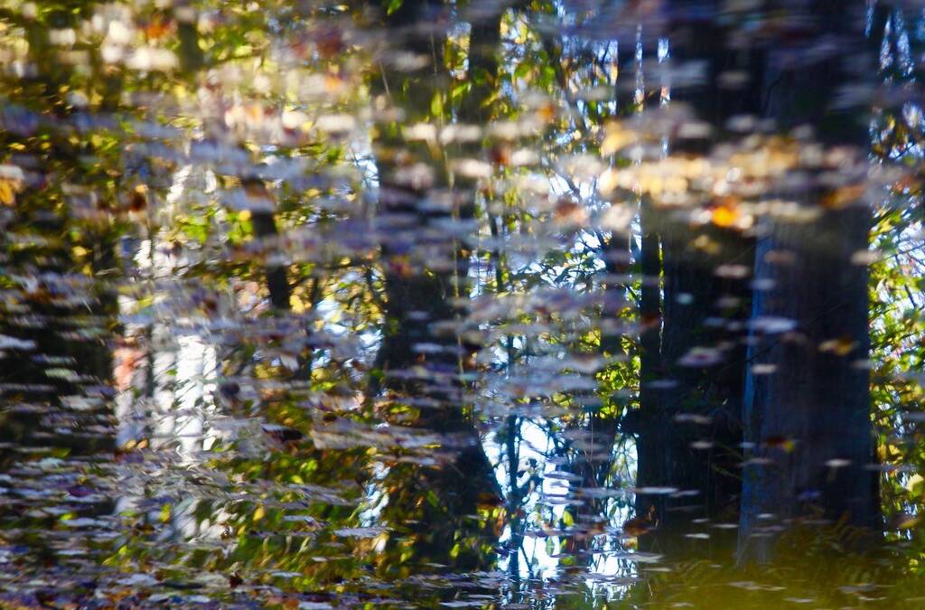 de l'eau, des feuilles d'arbres, des reflets...