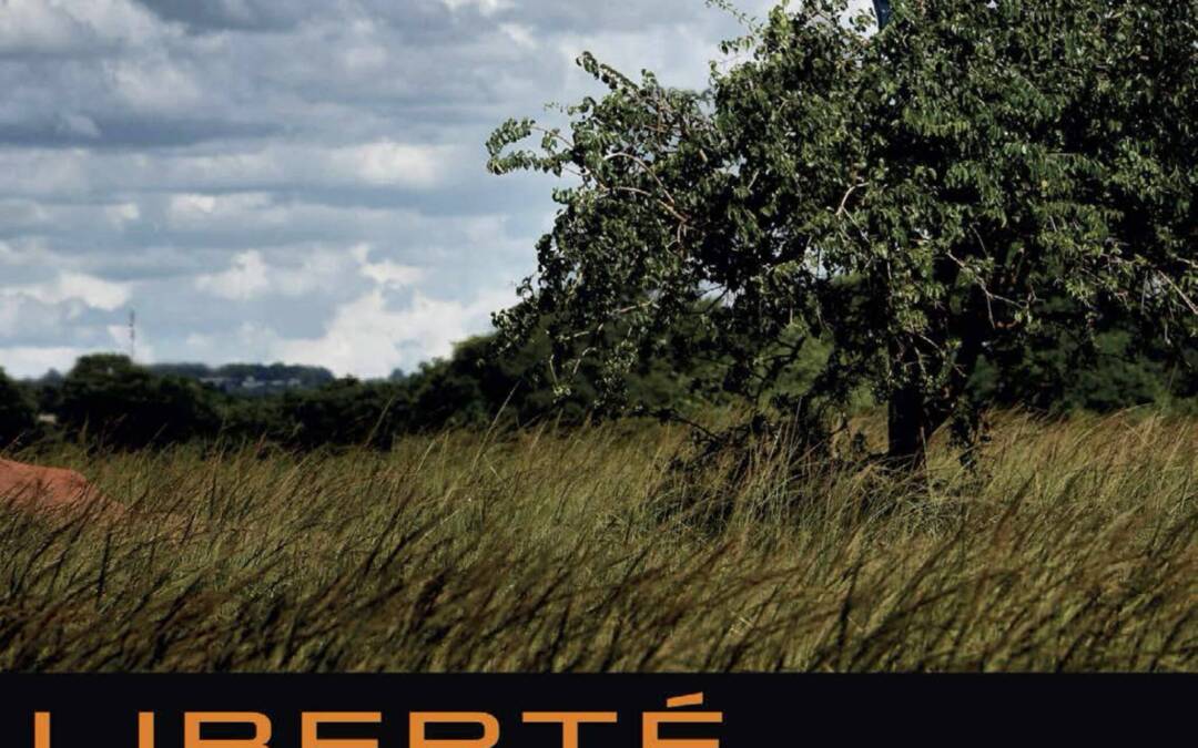 Un enfant perché sur un arbre regardant au loin