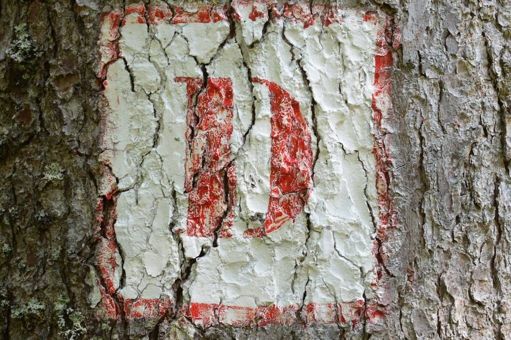 un gros plan d'un arbre avec un panneau dessus