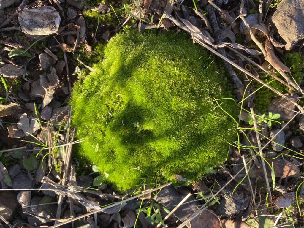 cercle de mousse dans la forêt