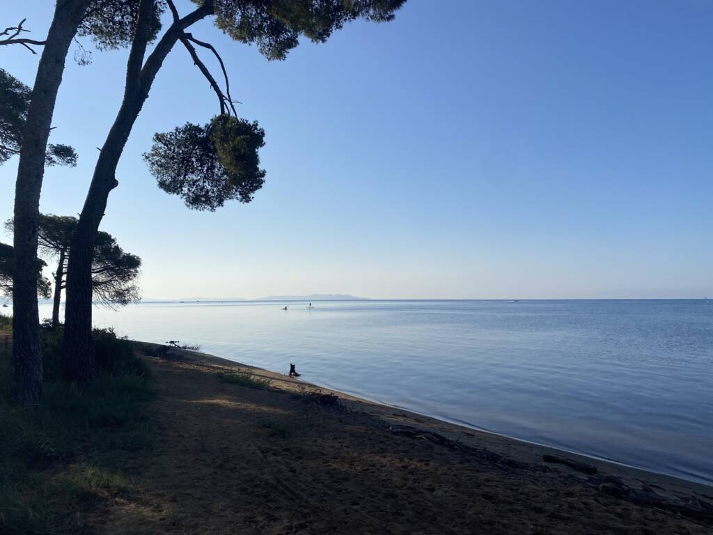 des branches d'arbres et la mer Méditerranée