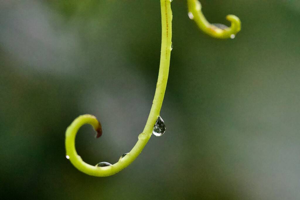 Un gros plan d'une plante avec des gouttes d'eau dessus.