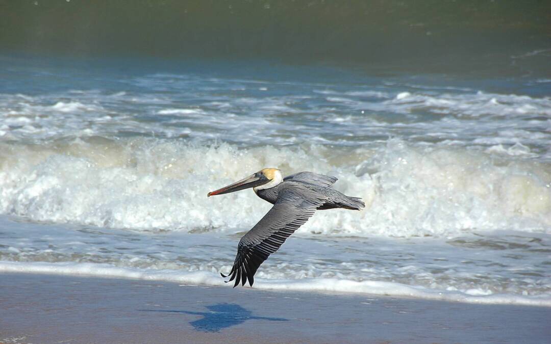 Un grand oiseau volant au ras des vagues