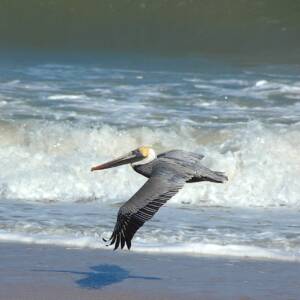 Un grand oiseau volant au ras des vagues
